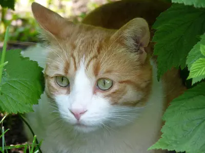 Inglewood House Pet