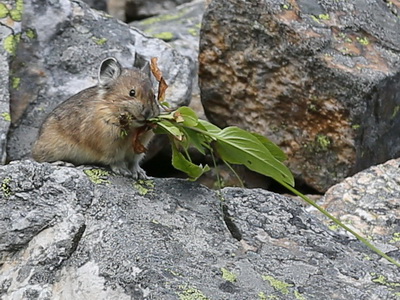 Pika