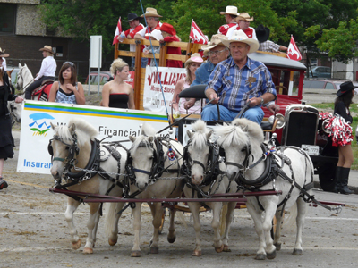 Miniature Horses